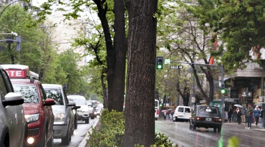 El 24 de octubre es el Día internacional contra el cambio climático: qué importancia tienen los árboles urbanos