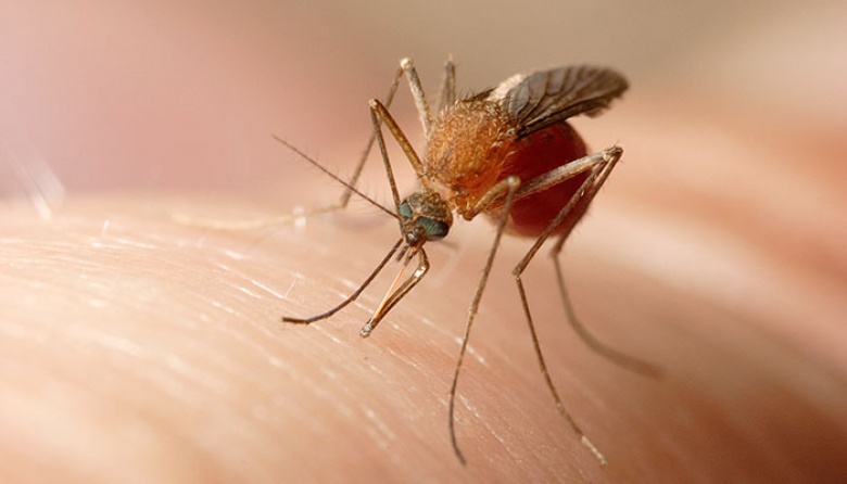 Registran circulación viral de dengue en 13 jurisdicciones y de chikungunya en cinco