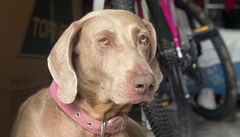 Encontraron mutilada en La Plata a una perra que estaba siendo buscada por su familia