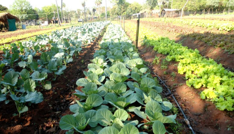 Dictarán un taller sobre huerta agroecológica en La Plata