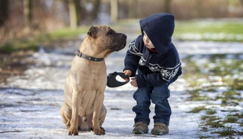 La ciencia ya no duda: los perros reaccionan emocionalmente ante el estado de ánimo de las personas