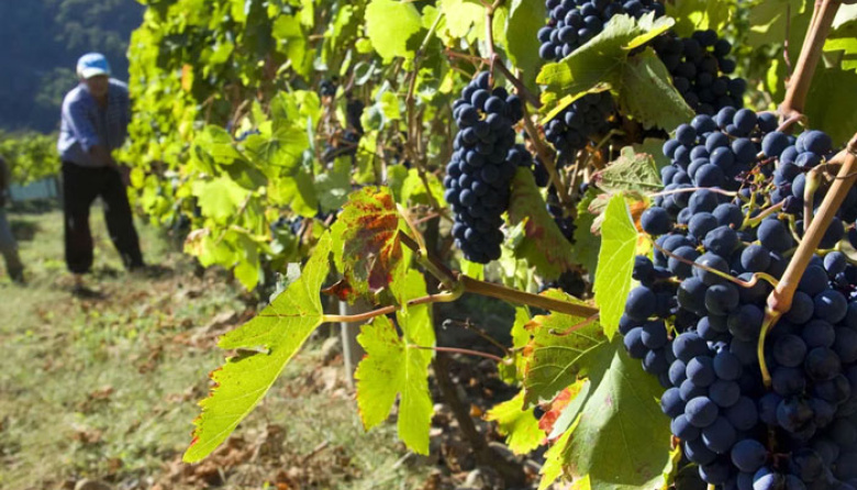 Cada vez falta menos para la 22° edición de la Fiesta del Vino de la Costa