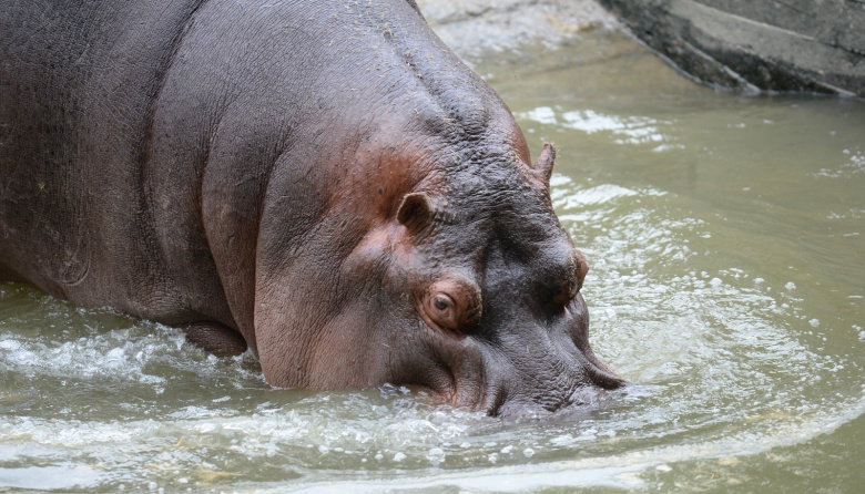 Murió Hipólito, el hipopótamo macho de casi 26 años que vivía en el Bioparque de La Plata