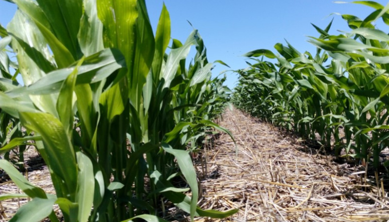 Este sábado se celebrará en Colonia Urquiza la Fiesta Regional del Maíz