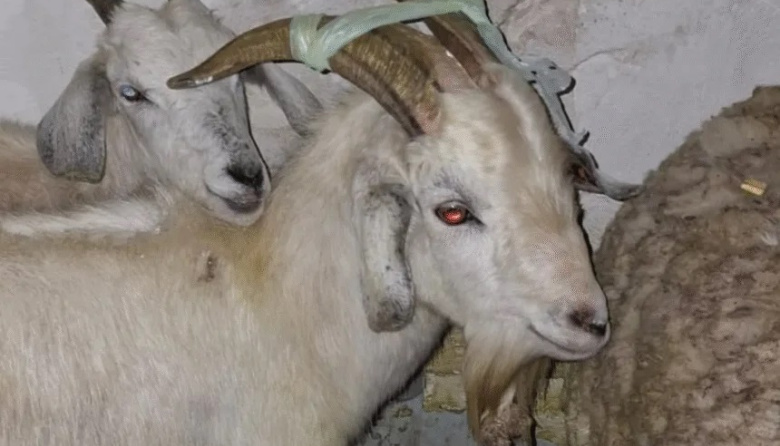 Rescataron a más de 40 animales de un templo umbanda que iban a ser sacrificados