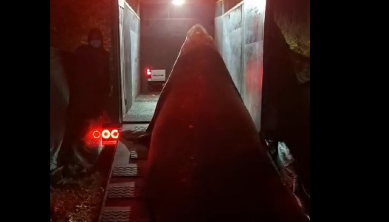 El elefante marino que fue visto en el camino a Isla Santiago fue liberado en una zona cercana al Mar Argentino