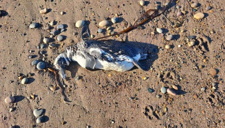 ¿Gripe aviar en la Patagonia?: hallaron decenas de pingüinos muertos en la costa