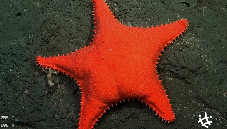 La UNLP será parte de una nueva campaña para explorar las costas del Mar Argentino