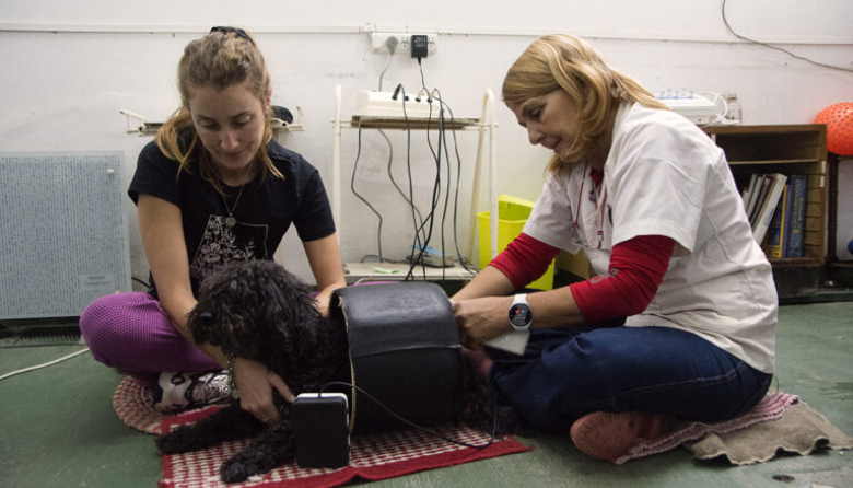 Investigadores de La Plata desarrollan un tratamiento para la artrosis canina