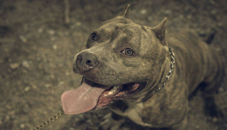Denuncian que dos pitbull mataron a cuatro perros e hirieron vecinos en Villa Elisa