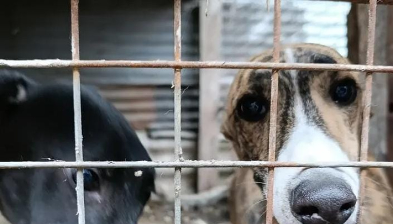 Rescatan a cinco galgos desnutridos durante un allanamiento en La Plata