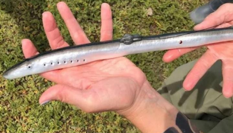 Un joven fue reconocido por científicos tras hallar una especie en el Río de la Plata
