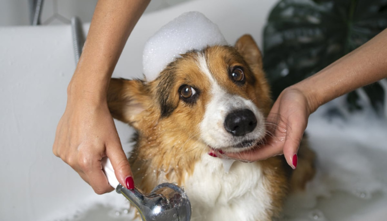 "Perrijos": la economía de las mascotas suma un nuevo negocio, seguros para perros y gatos