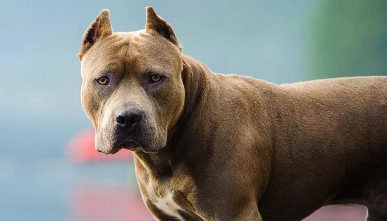 Otro ataque de pitbull en La Plata: la víctima debió ser asistida por personal del SAME