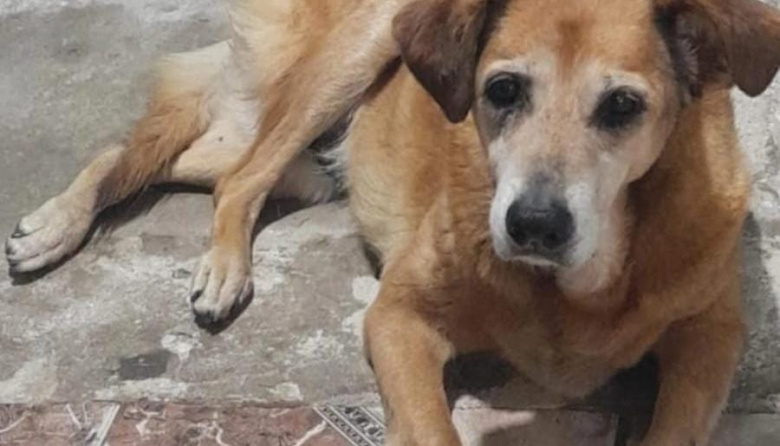 Atropellaron y abandonaron a una perrita en La Plata y buscan al responsable