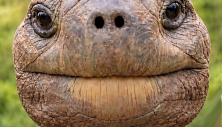 Confirmaron cuál es el animal más viejo del mundo: nació en 1832 y rompe todos los récords