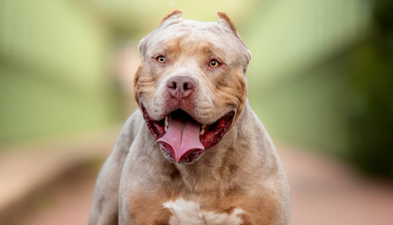 Otro ataque de pitbull en La Plata: heridas en piernas, brazos y la zona de las costillas