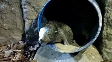 Por el cambio climático las costas de la región se pueblan de lobos marinos y otras especies