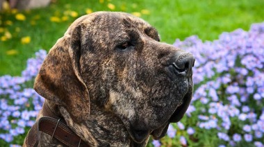 En La Plata habrá que registrar a los perros de "razas peligrosas"