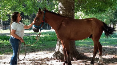 Lograron rescatar un caballo en mal estado tras operativo del municipio platense