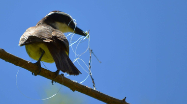 El Río Paraná está tan contaminado que hasta detectaron aves haciendo nidos con restos de botellas