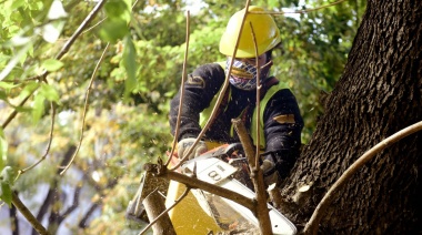 Con la intervención de 15.600 ejemplares, finalizó la temporada de poda en La Plata
