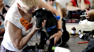 Por una nueva ordenanza el municipio de La Plata debería castrar en forma gratuita 80 mil perros y gatos por año