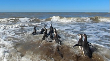 Luego de un proceso de rehabilitación 14 pingüinos magallánicos retornaron al mar