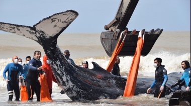 Quedaron varadas dos ballenas en la costa hasta que fueron salvadas con una retroexcavadora y lingas especiales
