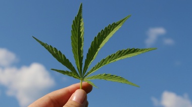 Desde el Frente de Agrupaciones Cannábicas Bonaerenses piden ser recibidos por Kicillof para redactar un proyecto de ley sobre Cannabis medicinal "consensuado"