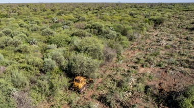 Siguen talando bosques nativos pese a los fallos judiciales, los escraches y los discursos ambientalistas