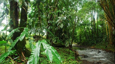 Un estudio de la revista Science abre una luz de esperanza sobre la recuperación de los bosques tropicales y la mitigación del cambio climático