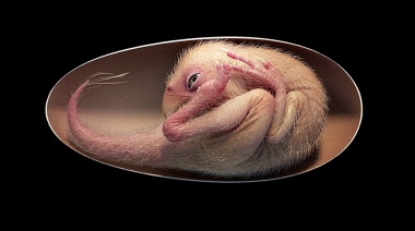 Encontraron el embrión de un dinosaurio increíblemente conservado y al que calificaron como "uno de los más bellos fósiles"