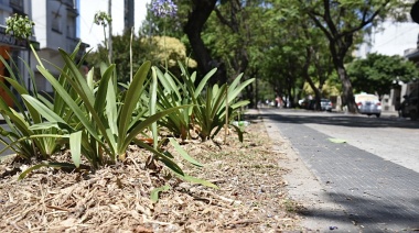 Para evitar que crezca maleza o se desarrollen hongos colocaron chipeo en los canteros de la diagonal 73 en La Plata
