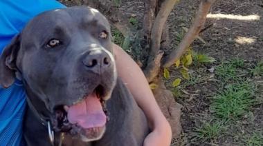 Todo los Hornos busca a Draco, un perro que despareció hace una semana y por el que ofrecen 40 mil pesos: "El haría lo mismo por mí", dijo su dueño