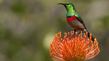 Un equipo de biólogos concluyó tras una investigación que hay pájaros que cantan igual desde hace cientos de miles de años