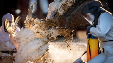 En España confirmaron un caso positivo de gripe aviar y resolvieron sacrificar a 18.900 animales