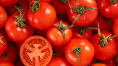 “Tomatazo”: en La Plata se podrá conseguir el kilo de tomate agroecológico a 120 pesos