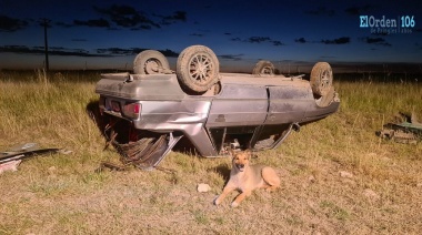Otra de amores perros: volcó el auto en el que viajaba y se quedó esperando junto a su amigo sin moverse del lugar