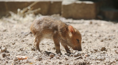 Nacieron tres ejemplares de pecarí de collar en el Bioparque de La Plata