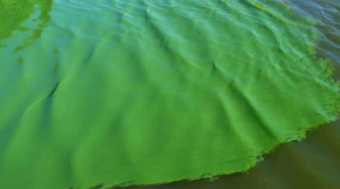 Elevaron a "Rojo" el alerta por la presencia de cianobacterias en el balneario La Balandra de Berisso