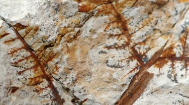 Una científica de la UNLP participa de una investigación sobre el origen de las gramíneas en nuestro planeta
