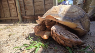 Rescataron a una tortuga en Mendoza que está en peligro de extinción y cuyo "dueño" no tenía la documentación correspondiente