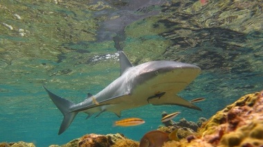 Un turista italiano murió tras ser atacado por un tiburón