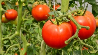 Nació en España, hace cincuenta años que cultiva de manera agroecológica y asegura que el tomate platense tiene "un sabor hermoso"
