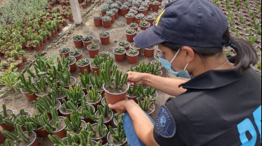 La policía decomisó más de 300 cactus alucinógenos y 30 plantas de marihuana en cinco viveros del conurbano bonaerense