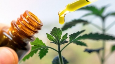 La Defensoría del Puebo bonaerense ayudará a las ONGs que quieran ser proveedoras autorizadas de cannabis medicinal