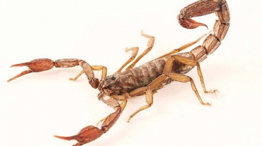 Alertan por la aparición de alacranes en La Plata y brindan una serie de recomendaciones