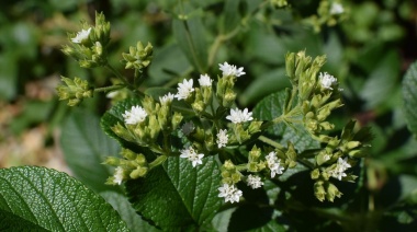 Stevia, el producto vinculado a la cosmovisión de los indígenas y patentado por Pfizer que alcanzó su auge comercial en Japón