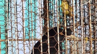Rescataron 22 aves silvestres autóctonas que eran objeto de tráfico ilegal
